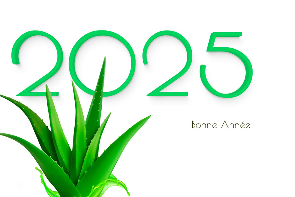 Image 2025 avec plante d'aloès